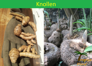 001 Knollen