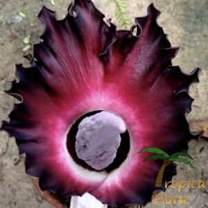 Close-up van de zeldzame Amorphophallus flammeus met een mystiek paarse bloeiwijze en opvallende, gegolfde rand, Tropica Flora