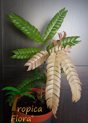Marmaroxylon basijugum - Afbeelding 6