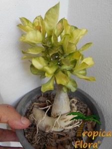 Adenium Alternative