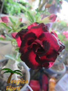 Adenium Flower