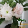 Adenium (Woestijnroos) - Afbeelding 5