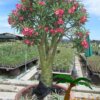 Adenium (Woestijnroos)