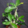 Adenium (Woestijnroos) - Afbeelding 8