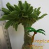 Adenium (Woestijnroos) - Afbeelding 12