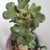 Adenium (Woestijnroos) - Afbeelding 11