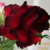 Adenium (Woestijnroos) - Afbeelding 3