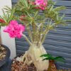 Adenium (Woestijnroos) - Afbeelding 14