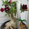 Adenium (Woestijnroos) - Afbeelding 15