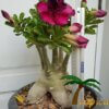 Adenium (Woestijnroos) - Afbeelding 16