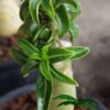 Adenium (Woestijnroos) - Afbeelding 9