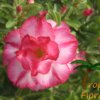 Adenium (Woestijnroos) - Afbeelding 13