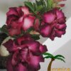Adenium (Woestijnroos) - Afbeelding 4