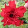 Adenium (Woestijnroos) - Afbeelding 2