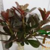 Adenium (Woestijnroos) - Afbeelding 6