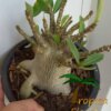 Adenium (Woestijnroos) - Afbeelding 7