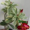Adenium (Woestijnroos) - Afbeelding 10