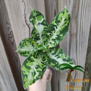 Aglaonema pictum tricolor high contrast