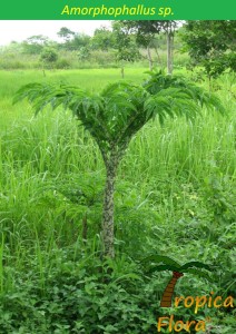 Amorphophallus