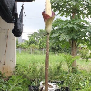 Amorphophallus decus-silvae