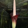 Amorphophallus gigas