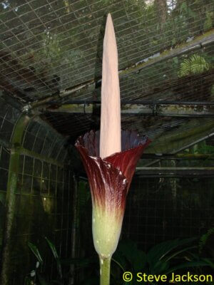 Amorphophallus gigas