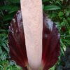 Amorphophallus gigas - Afbeelding 2