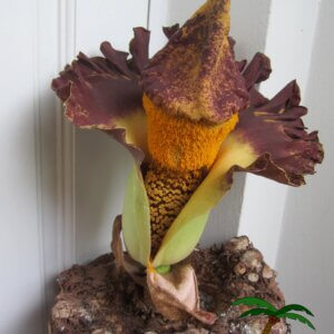 Amorphophallus paeoniifolius