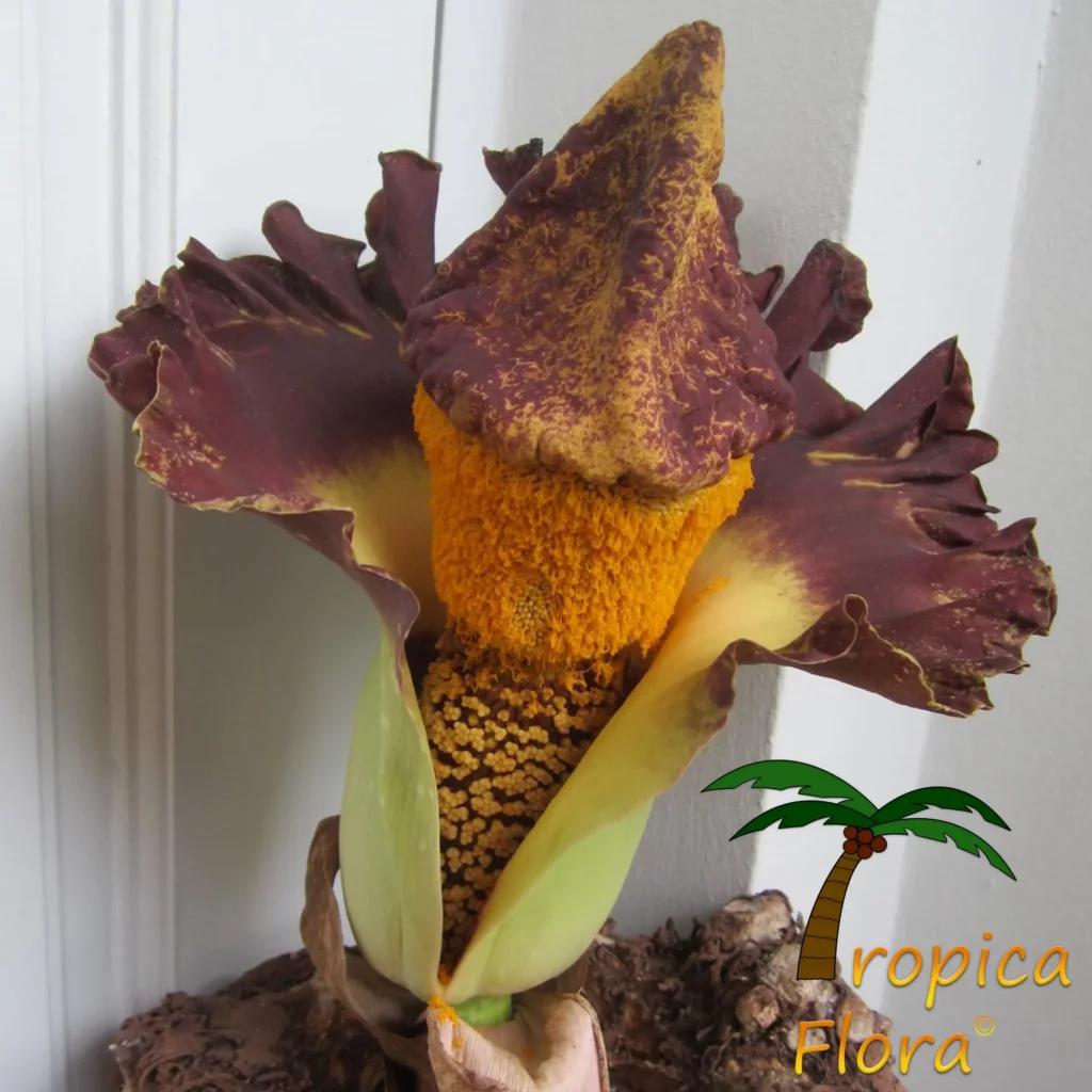 Tropische planten kopen bij Tropica Flora, Amorphophallus paeoniifolius bloem