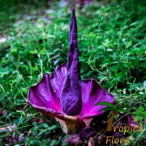 Amorphophallus sp. Rizal, bloem een nieuwe soort uit de Filippijnen
