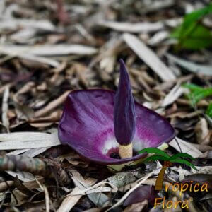 Amorphophallus sp. Rizal, bloem een nieuwe soort uit de Filippijnen