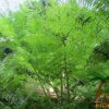 Angiopteris evecta - Afbeelding 2