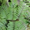 Angiopteris evecta - Afbeelding 3