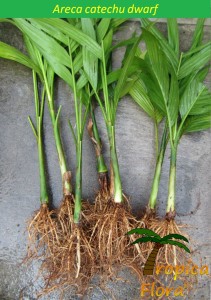 Areca catechu dwarf