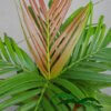 Calyptrocalyx elegans - Afbeelding 3