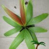 Calyptrocalyx elegans