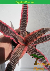 Cryptanthus sp.