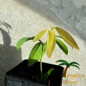 Cynometra cauliflora - Afbeelding 2
