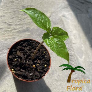 Dracontium amazonense - Afbeelding 5