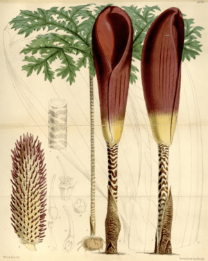 Dracontium prancei