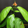 Hooker Lips Plant (Psychotria) - Afbeelding 4