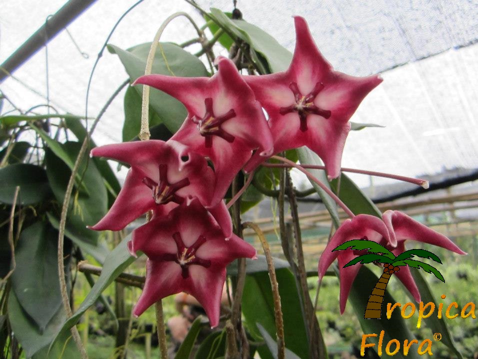 Hoya Flower 1