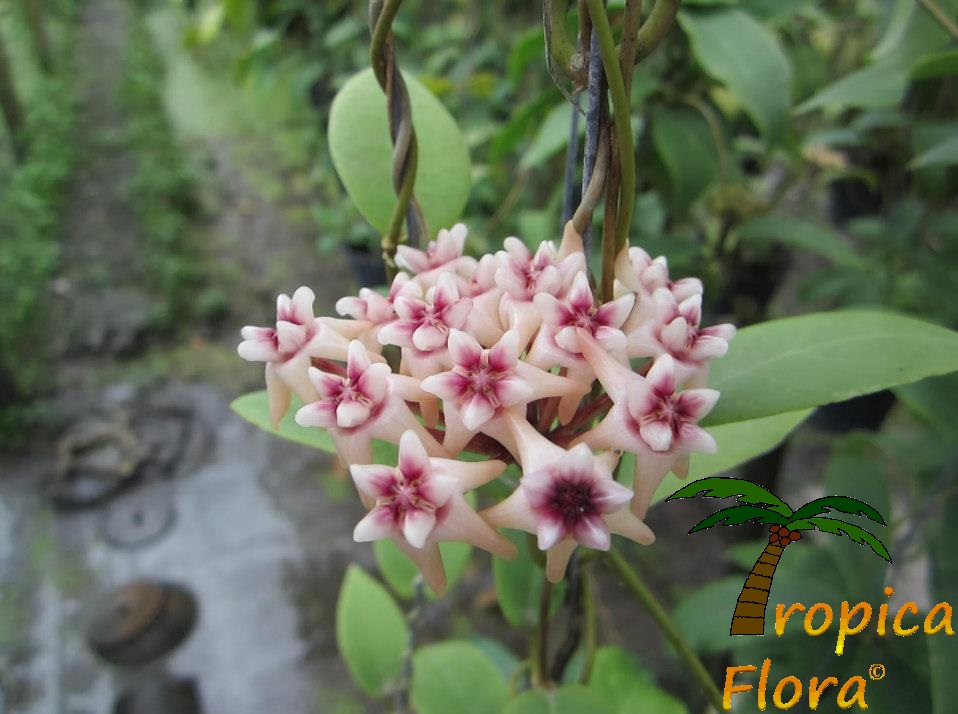 Hoya Flower 3