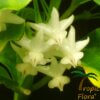 Hoya lockii