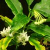 Hoya lockii - Afbeelding 2