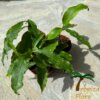 Hoya lockii - Afbeelding 3