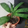Licuala mattanensis 'Mapu' - Afbeelding 2