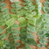 Monstera dubia - Afbeelding 3