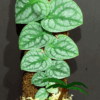 Monstera dubia - Afbeelding 2