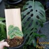 Monstera dubia